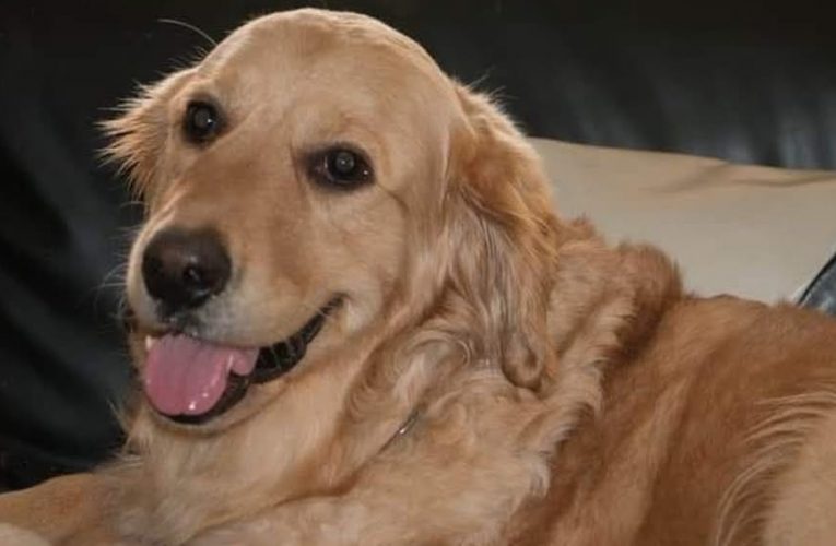 Falleció Nalah perrita rescatista quien trabajó arduamente en el sismo del 2017