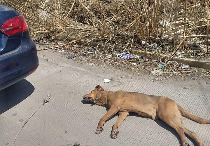 Sujeto arrastró a un perro hasta matarlo, el hecho ocurrió en La Piedad