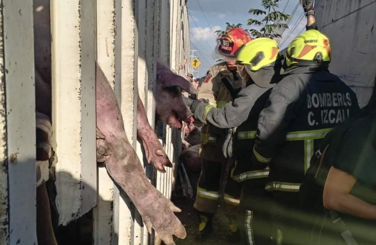 BRINDAN APOYO POR ACCIDENTE DONDE SE VOLCÓ UN TRAILER QUE TRANSPORTABA CERDOS EN #CircuitoExteriorMexiquense